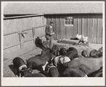 Fred Maschman's fifteen hogs are one of his major sources of income. Iowa County, Iowa