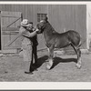 FSA (Farm Security Admninistration) supervisor examines colt owned by Fred Maschman, TP client. Maschman uses two teams to farm his land. Iowa County, Iowa