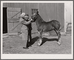 FSA (Farm Security Admninistration) supervisor examines colt owned by Fred Maschman, TP client. Maschman uses two teams to farm his land. Iowa County, Iowa