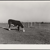 Hereford steer at salt block. Bois d'Arc Cooperative, Osage Farms, Missouri