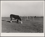 Hereford steer at salt block. Bois d'Arc Cooperative, Osage Farms, Missouri