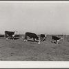 Feeder cattle at salt block. Bois d'Arc Cooperative. Osage Farms, Missouri