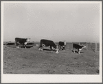 Feeder cattle at salt block. Bois d'Arc Cooperative. Osage Farms, Missouri