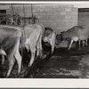 Eight cows at a time are milked by hand at the Hillview Cooperative. Osage Farms, Missouri