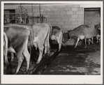 Eight cows at a time are milked by hand at the Hillview Cooperative. Osage Farms, Missouri