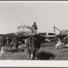 Sorgo is fed to the 108 Hereford cattle. Bois d'Arc Cooperative, Osage Farms, Missouri