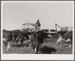 Sorgo is fed to the 108 Hereford cattle. Bois d'Arc Cooperative, Osage Farms, Missouri