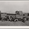 Each year hogs are moved to a new field which reduces disease to a minimum. Osage Farms, Missouri