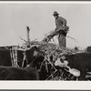 Feeding sorgo to Hereford cattle. Bois d'Arc Cooperative. Osage Farms, Missouri