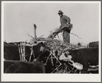 Feeding sorgo to Hereford cattle. Bois d'Arc Cooperative. Osage Farms, Missouri