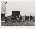 Three of the teams used on the Bois d'Arc cooperative farm. Osage Farms, Missouri