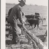 Feeding Hereford cattle. Bois d'Arc Cooperative, Osage Farms, Missouri