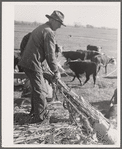 Feeding Hereford cattle. Bois d'Arc Cooperative, Osage Farms, Missouri
