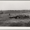 There are 465 hogs on the 1885 acre Bois d'Arc Cooperative farm. Osage Farms, Missouri