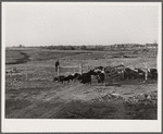 There are 465 hogs on the 1885 acre Bois d'Arc Cooperative farm. Osage Farms, Missouri