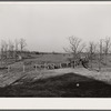 Hogs are driven in from the field at the Bois d'Arc Cooperative. Osage Farms, Missouri