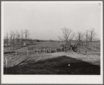 Hogs are driven in from the field at the Bois d'Arc Cooperative. Osage Farms, Missouri