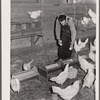 Eggs are carefully graded to obtain premium market price. Hillview Cooperative, Osage Farms, Missouri
