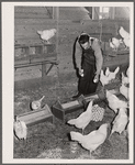 Eggs are carefully graded to obtain premium market price. Hillview Cooperative, Osage Farms, Missouri