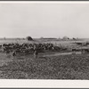 Cattle at watering hole. Dawes County, Nebraska