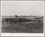 Cattle at watering hole. Dawes County, Nebraska