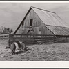 Hogs and corn crib. Boone County, Missouri