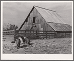 Hogs and corn crib. Boone County, Missouri