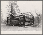 Evicted sharecroppers construct a cabin. Butler County, Missouri