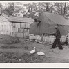 Houses of evicted sharecroppers. Butler County, Missouri