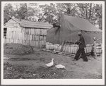 Houses of evicted sharecroppers. Butler County, Missouri