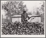 Evicted sharecroppers with firewood. Butler County, Missouri