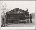Building a cabin at evicted sharecroppers' camp. Butler County, Missouri
