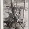 Evicted sharecropper's child eating orange from F.S.C.C supply. Butler County, Missouri