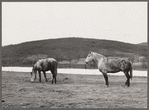 Horses grazing. Frederick County, Virginia