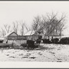 Cattle in feedlot. Grundy County, Iowa