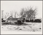 Cattle in feedlot. Grundy County, Iowa