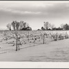 Farm. Marshall County, Iowa