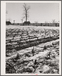 Melting snow. Hayes County, Nebraska