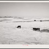 Farm. Hayes County, Nebraska