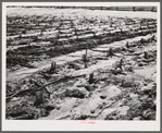 Melting snow. Hayes County, Nebraska