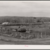 Feeding cattle. Horshoe Ranch, Eureka County, Nevada