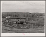 Feeding cattle. Horshoe Ranch, Eureka County, Nevada