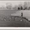 Feeding ducks in park. Reno, Nevada