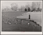 Feeding ducks in park. Reno, Nevada
