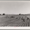 Indians picking radishes on farm near Moapa Reservation, Nevada