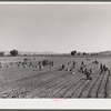 Indians picking radishes on farm near Moapa Reservation, Nevada