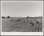 Indians picking radishes on farm near Moapa Reservation, Nevada