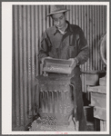 Separating gold ore samples at assay office. El Dorado Canyon, Nevada