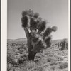 Joshua tree. Clark County, Nevada