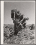 Joshua tree. Clark County, Nevada